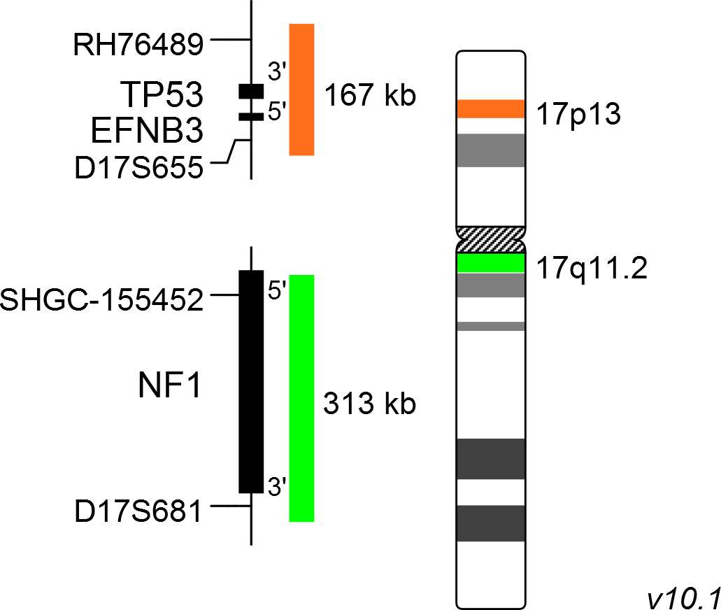 XL TP53/NF1