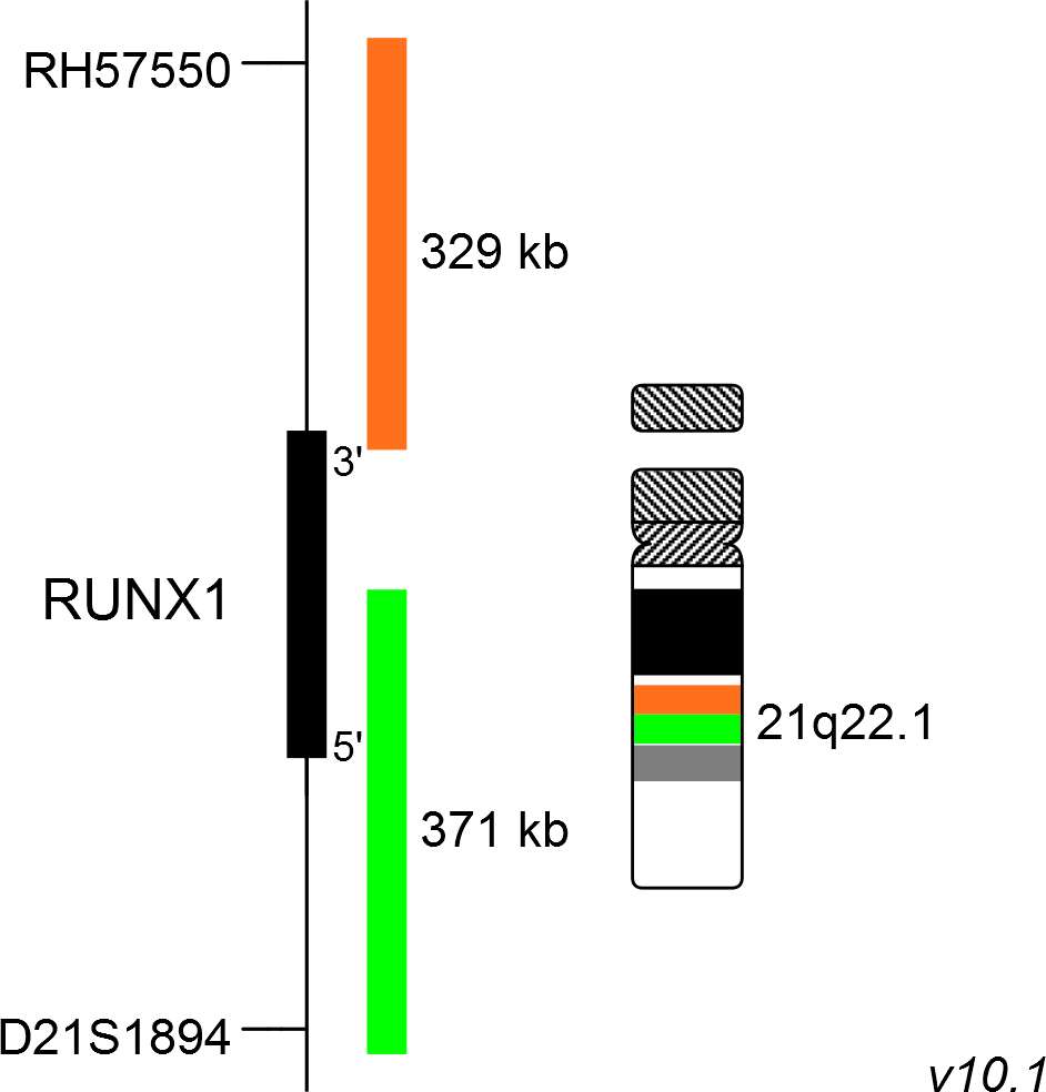 XL RUNX1 - Break Apart Probe | MetaSystems Probes