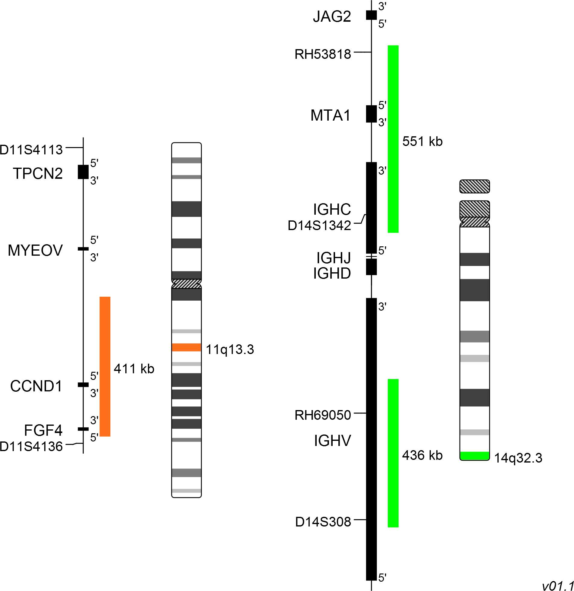 cl-ccnd1-igh-translocation-dual-fusion-probe-metasystems-probes